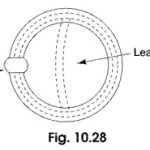 Magnetic Leakage and Fringing